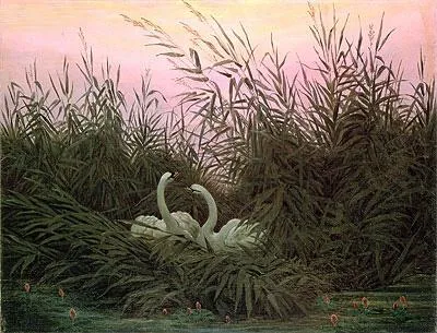 Swans In The Reeds